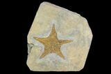 Ordovician Starfish (Petraster?) - Morocco #100138-1